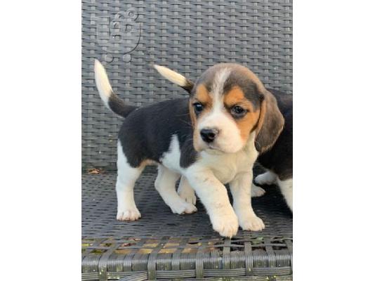 Κουτάβια Beagle Tricolor